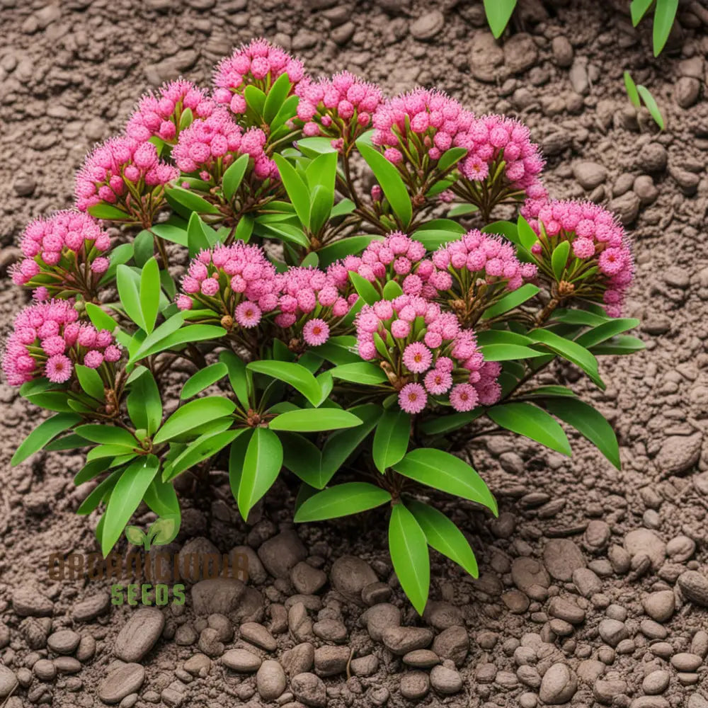 Pink Laurel Flower Seeds – Fresh 100 pcs