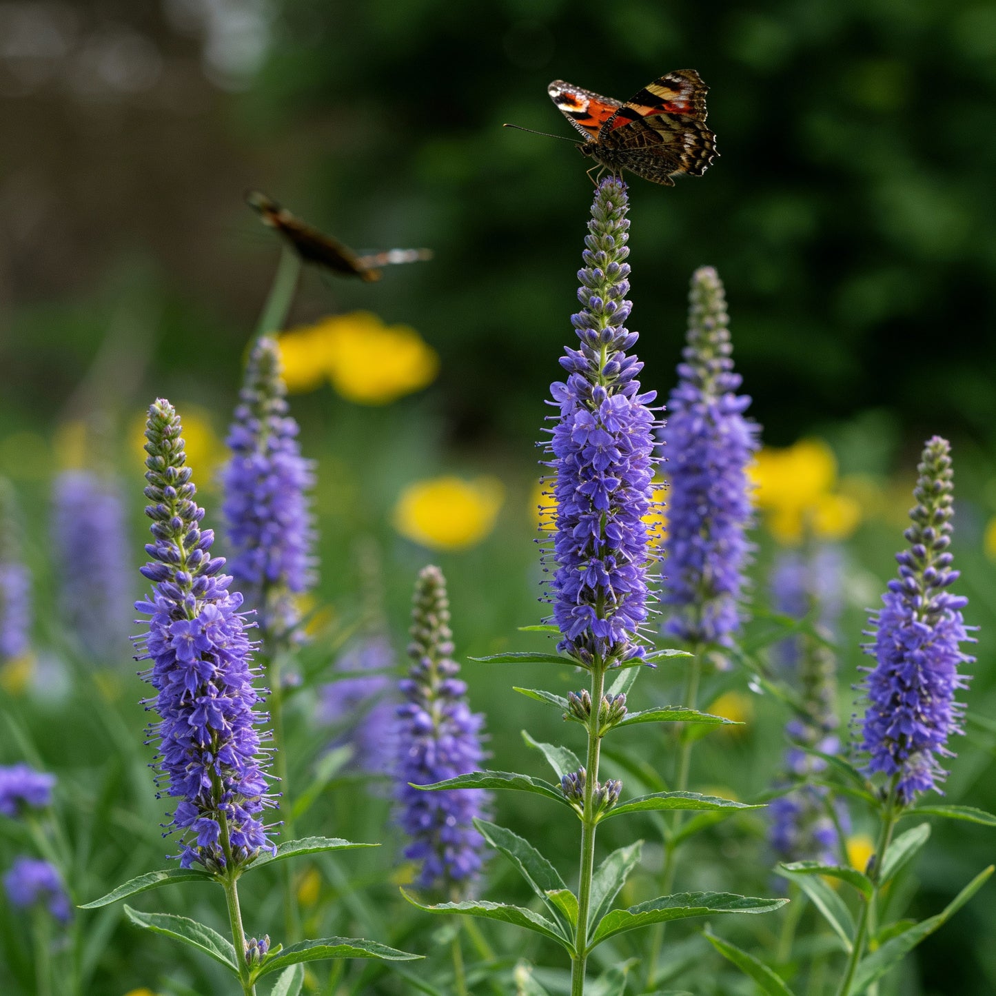 Blue Vervain Seeds – Verbena hastata