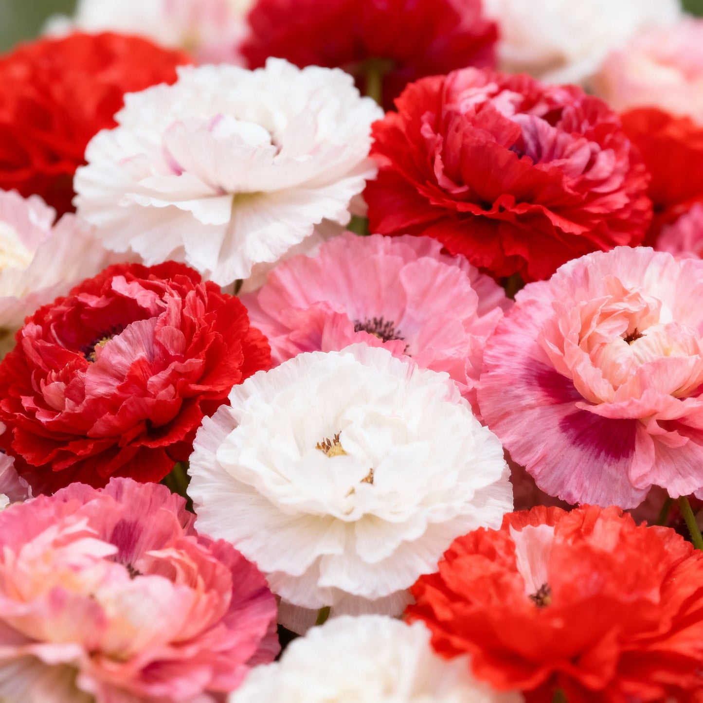 Shirley Mixed Poppy Double Mixture Flower Seeds – Stunning Garden Blooms