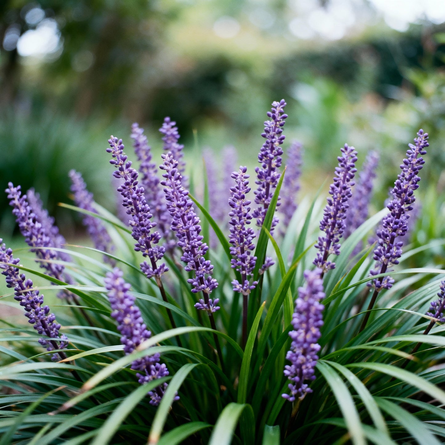 Monkey Grass Seeds – Liriope Perennial Ground Cover & Edging Plant