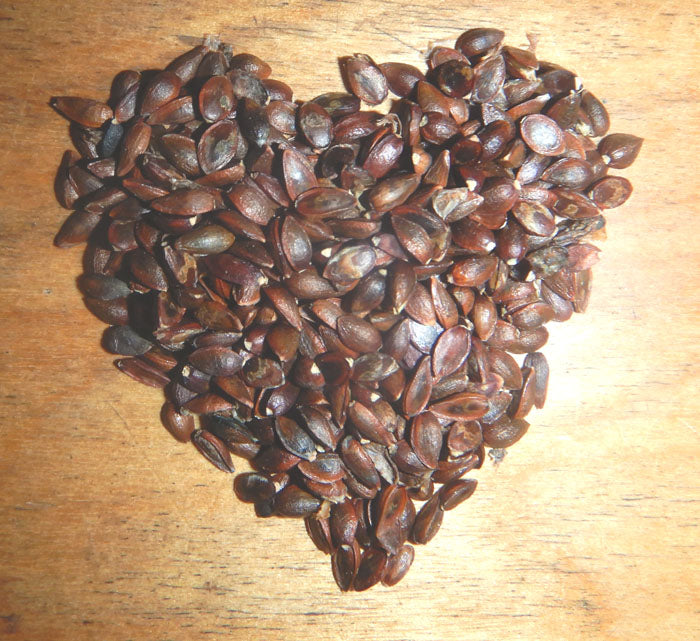 Ephedra Sinica Seeds – Premium Ornamental Drought-Tolerant Shrub