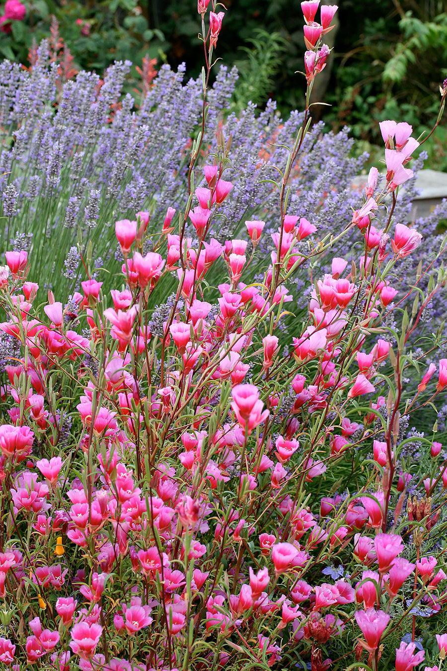 Pink Clarkia Amoena Flower Seeds – 100 pcs