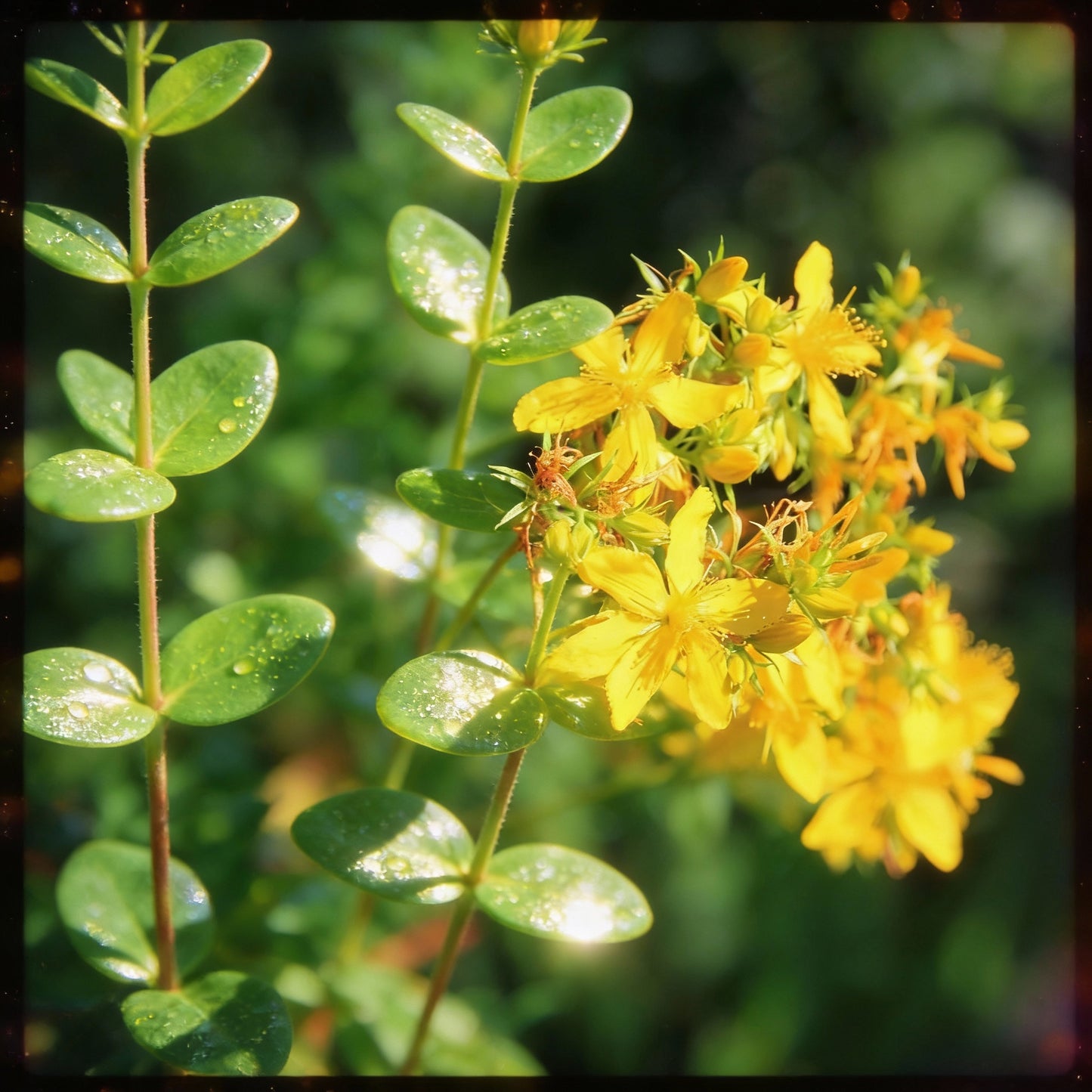 St. John’s Wort Seeds – Hypericum perforatum Medicinal Perennial Herb