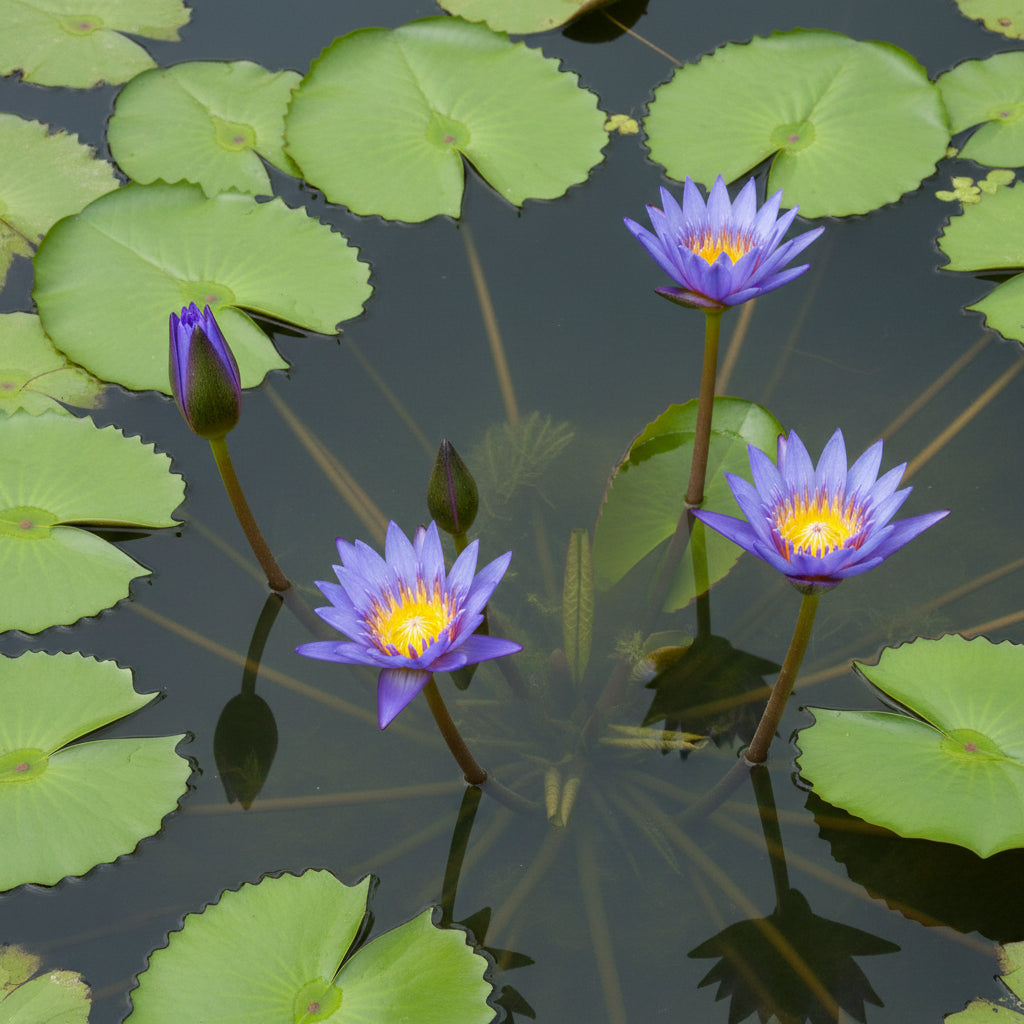 Blue Lotus Seeds – Premium Aquatic Water Garden Seeds (Nymphaea caerulea)