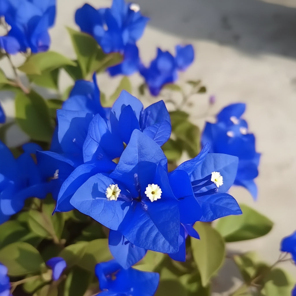 Bougainvillea spectabilis Flower Seeds – Vibrant Climbing Ornamental Blooms (100 Pcs)