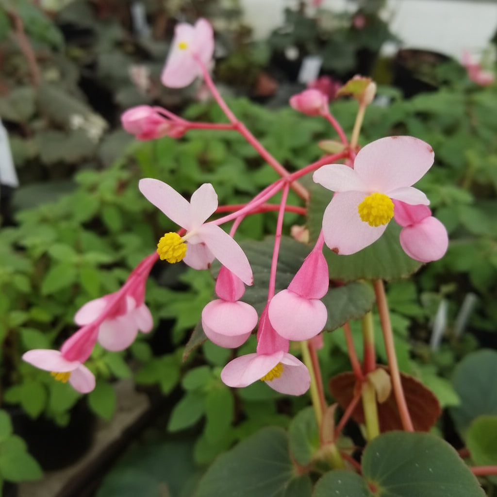 Begonia Grandis subsp. Evansiana Seeds – Elegant Shade-Loving Perennial