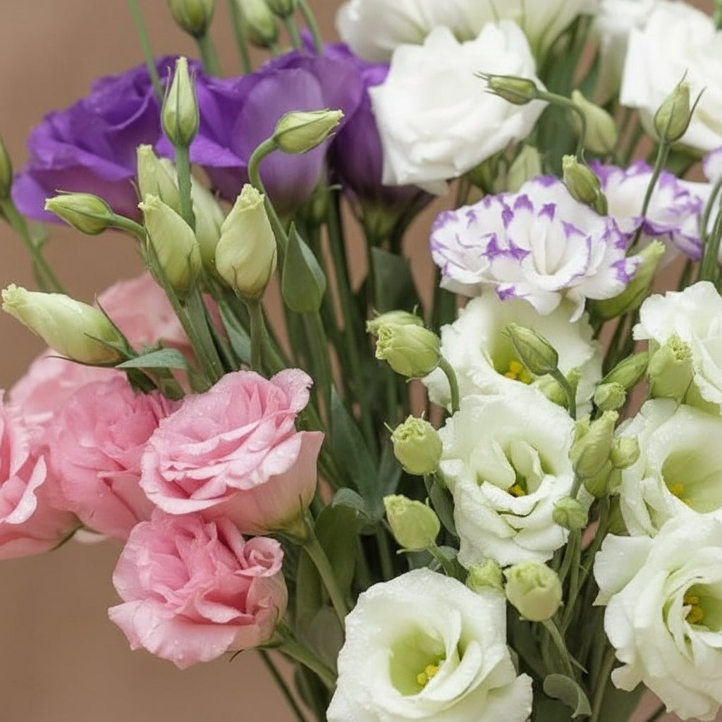 Rare Mixed Colour Eustoma Seeds (Lisianthus) – Exotic Cut Flower Blooms