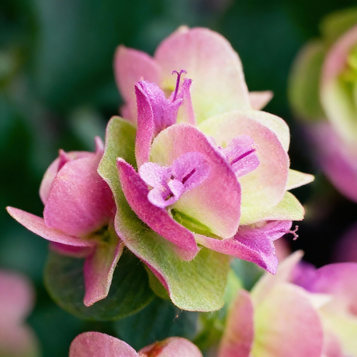 Ornamental Oregano Flower Seeds – Decorative Ground Cover with Pink Blooms