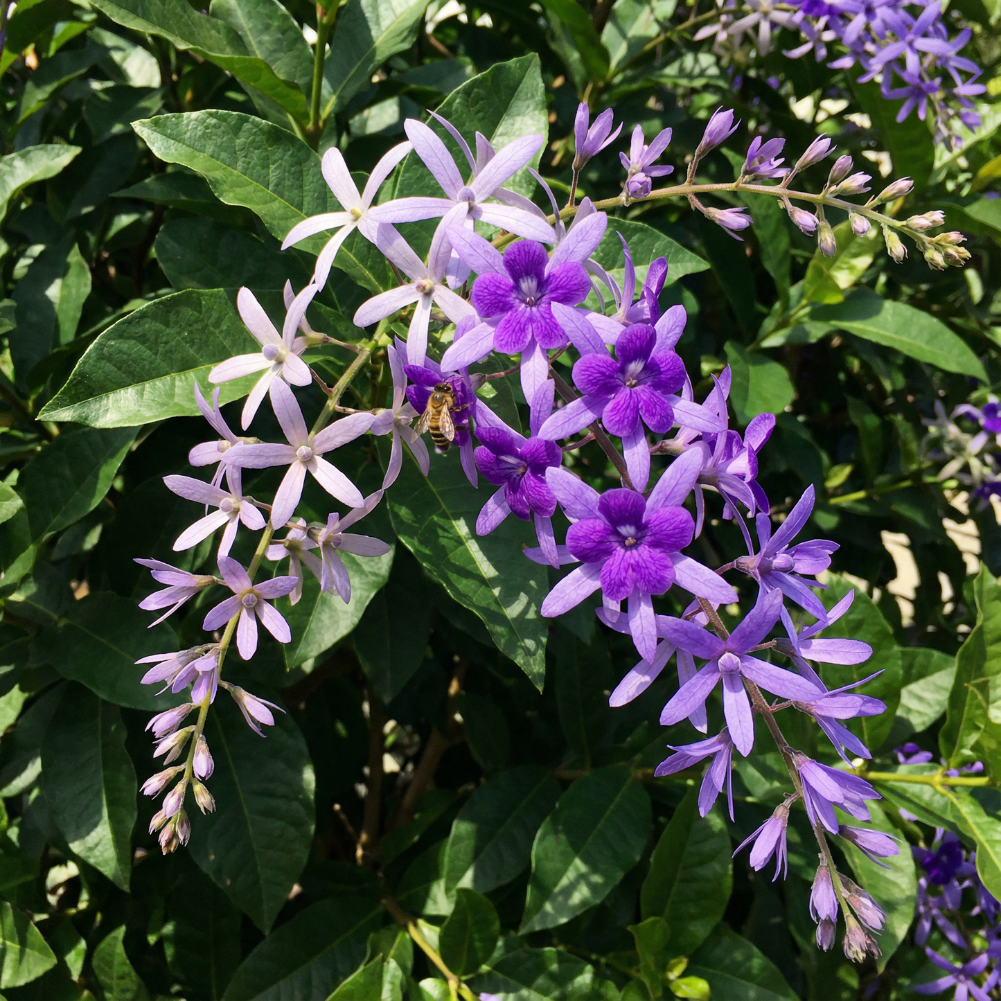 Wild Tomato Wildflower Seeds – Organic Heirloom Garden Seeds