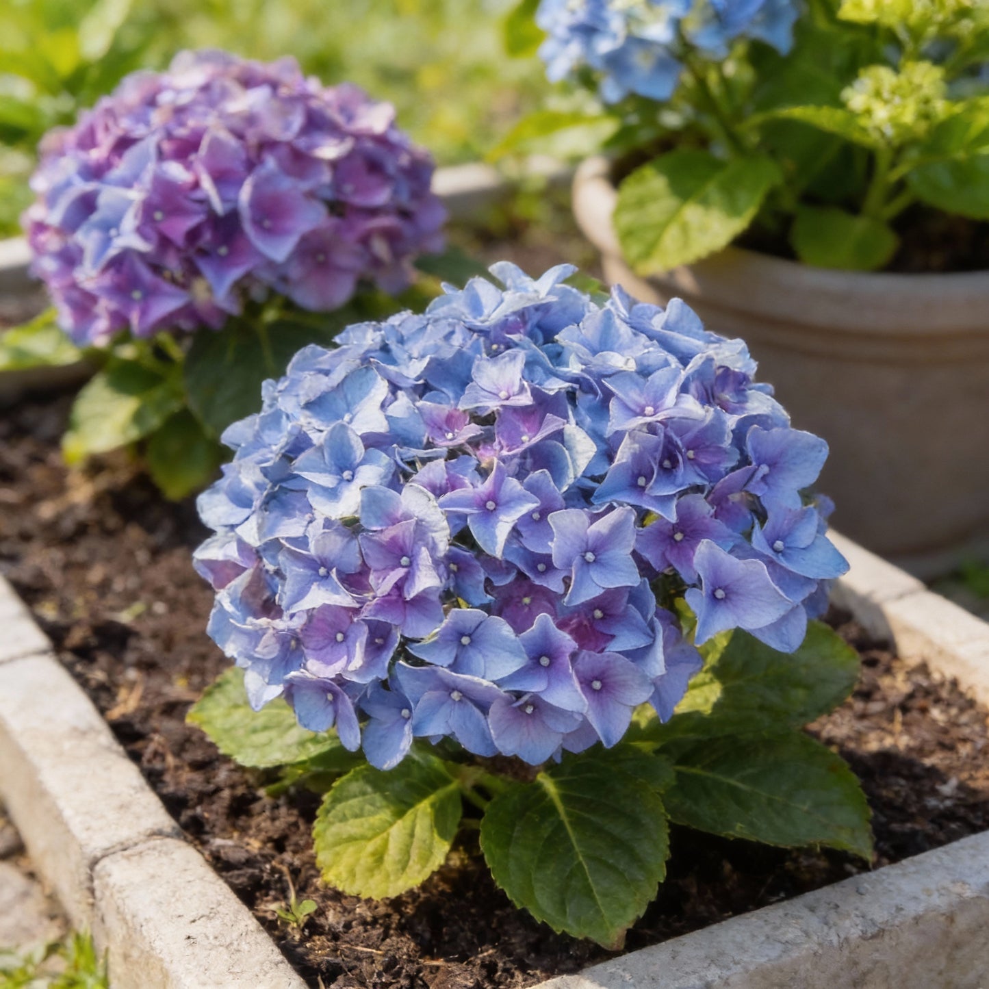 All Season Dwarf Hydrangea Flower Seeds – Hybrid Variety