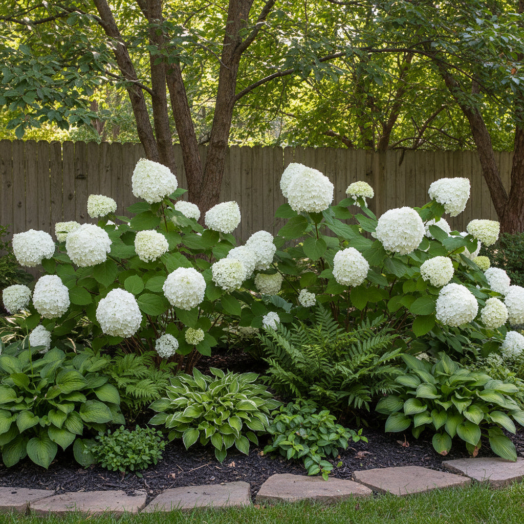 Hydrangea Annabelle Flower Seeds – Showy White Blooms Easy to Grow