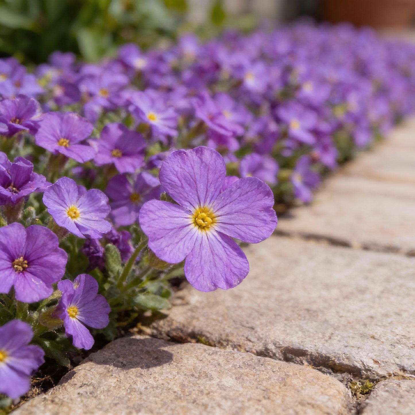 Rainbow Creeping Thyme & Mixed Rock Cress Seeds – Perennial Ground Cover for Home Garden