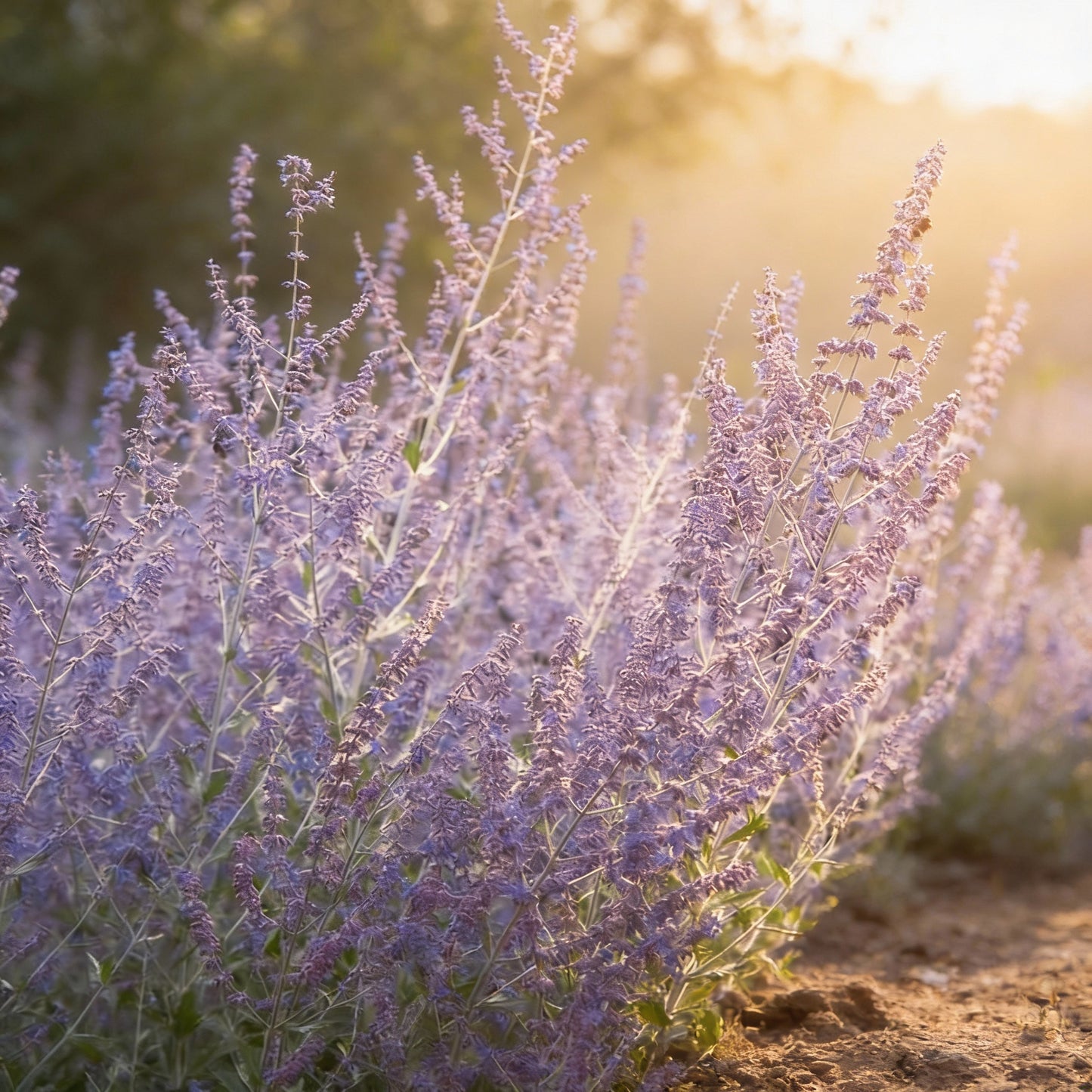 Russian Sage Seeds – Perovskia atriplicifolia Drought-Tolerant Perennial