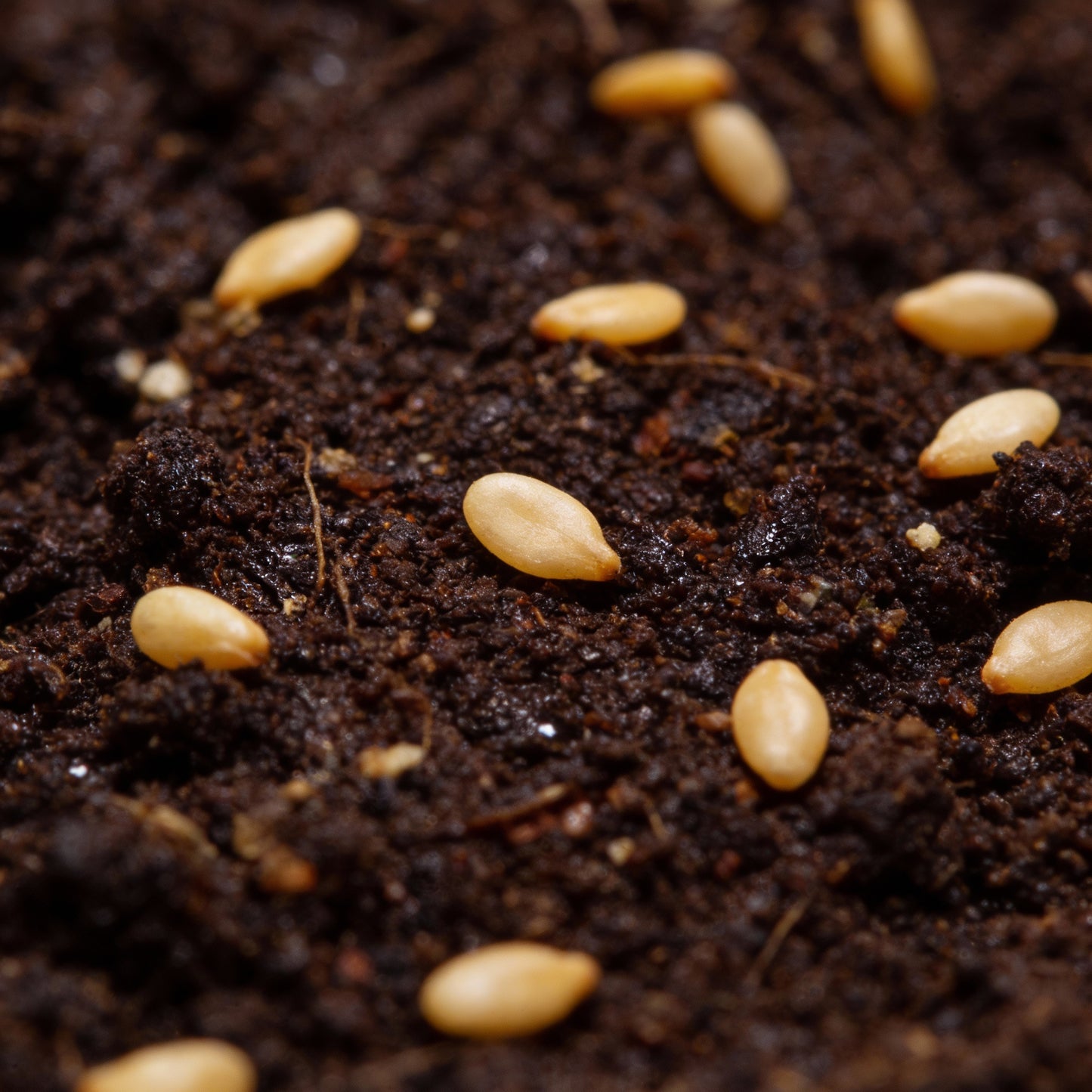 Cannonball Gourd Seeds – Ornamental Edible Climbing Vegetable for Garden