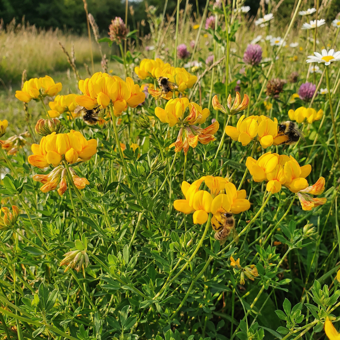 Bird’s Foot Trefoil Flower Seeds – Hardy Perennial Wildflower for Pollinators