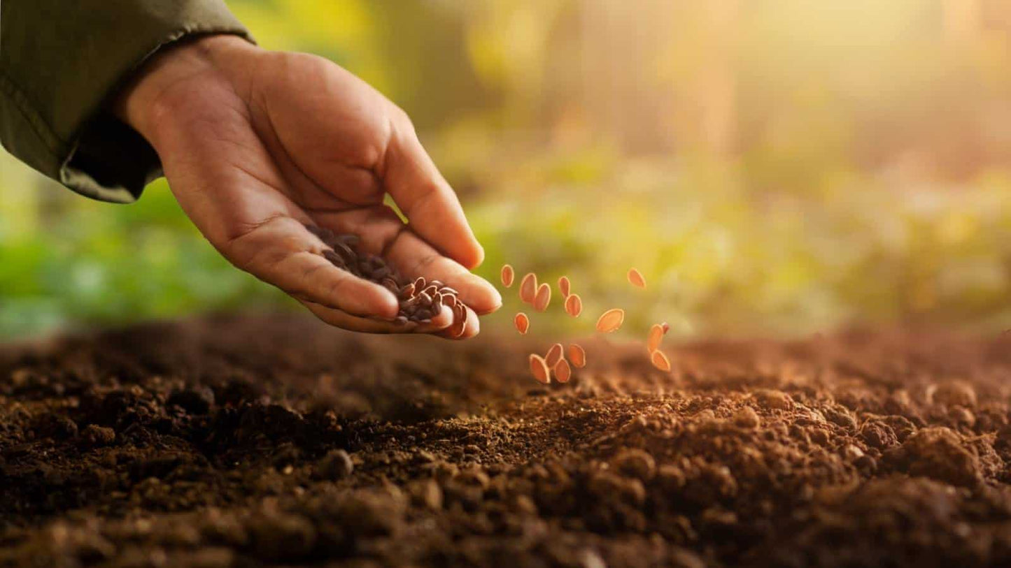 Pink Laurel Flower Seeds – Fresh 100 pcs