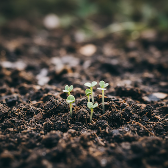 pink-blanda-star-flower-seeds-fresh-50-pcs