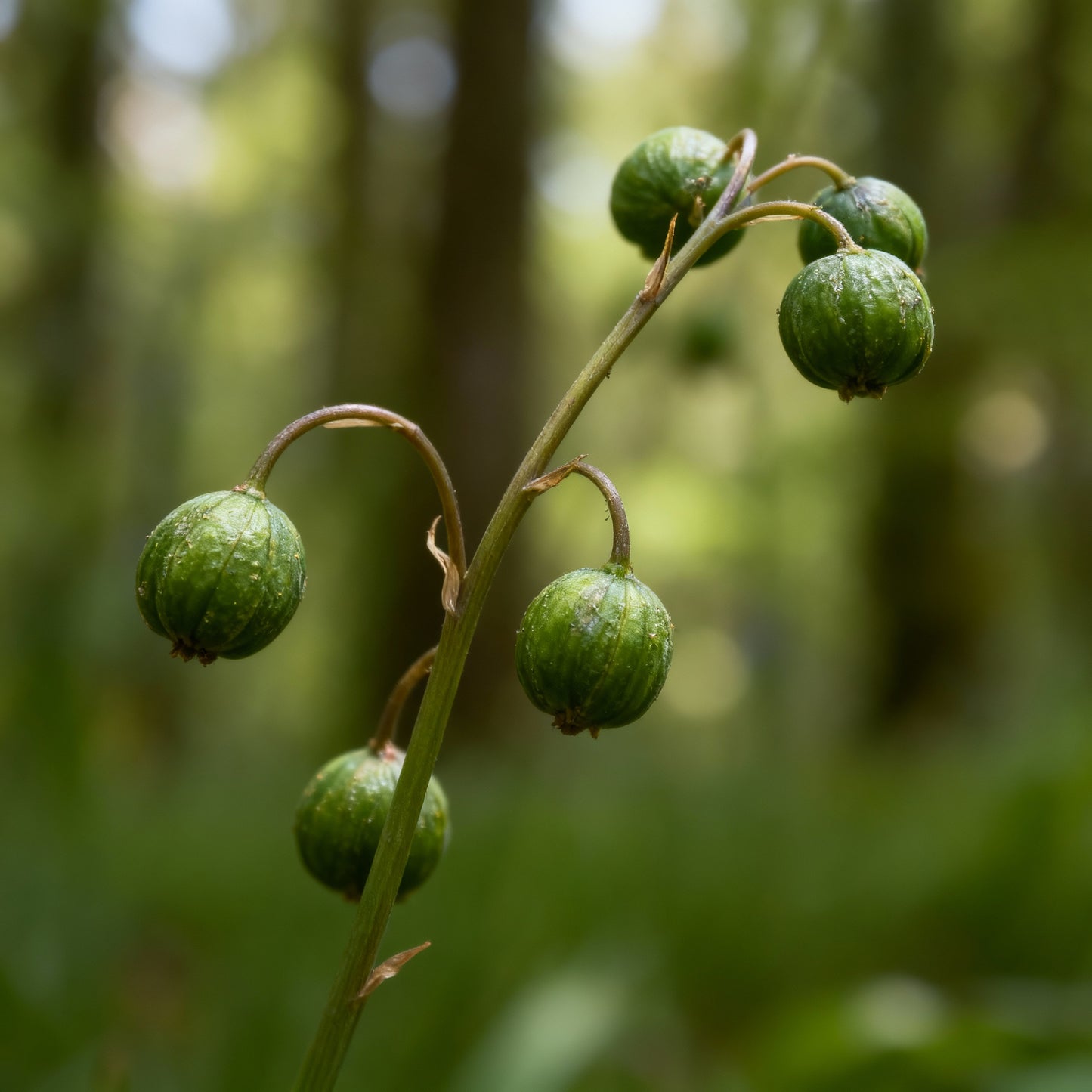 Bluebells Blooms Seeds – Hyacinthoides non-scripta Wildflower Seeds