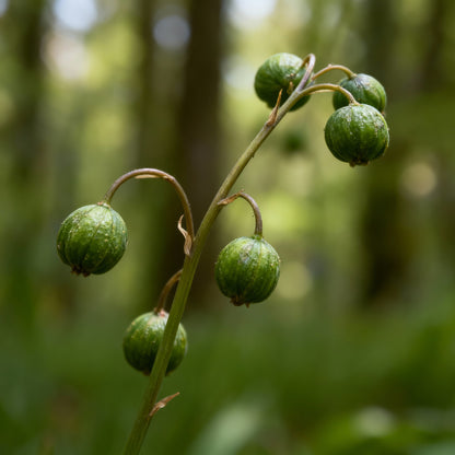 Bluebells Blooms Seeds – Hyacinthoides non-scripta Wildflower Seeds