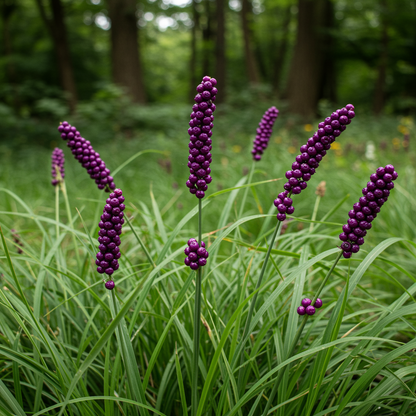 Monkey Grass Seeds – Liriope Perennial Ground Cover & Edging Plant