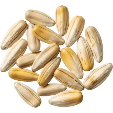 white-sumac-flower-seeds-fresh-30-pcs