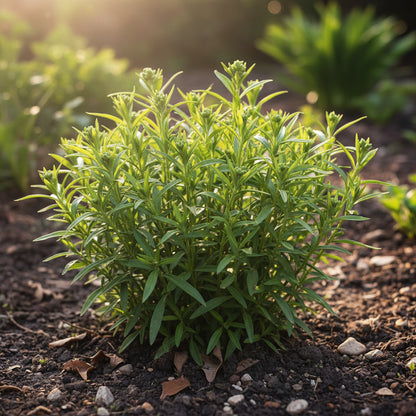 Pink Blanda Star Flower Seeds – Fresh 50 pcs