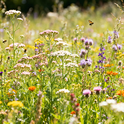 Harmonious Haven Flower Seeds – Hedgerow Wildflower Mix