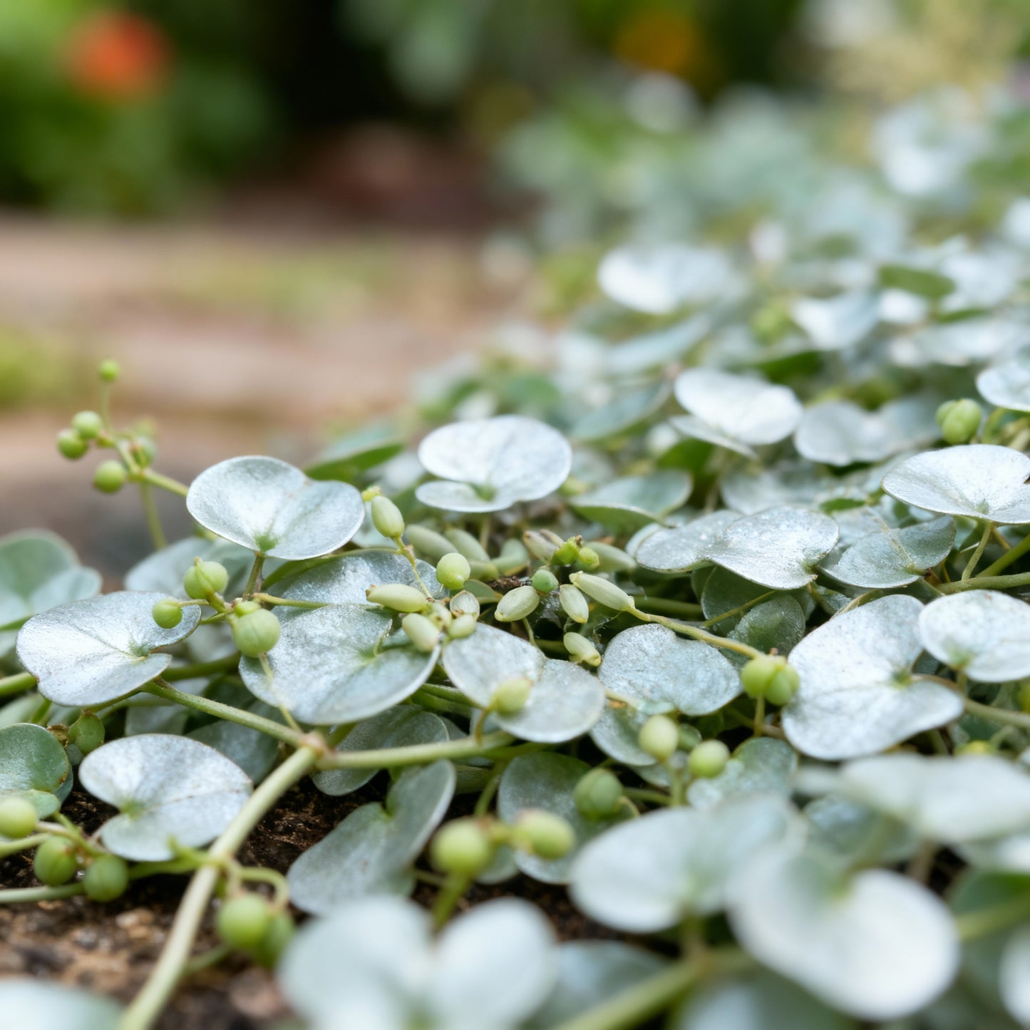 Dichondra repens Seeds – Silver Falls / Emerald Falls Ground Cover Seeds