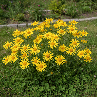 Yellow Meadow Arnica Flower Seeds – Fresh 50 pcs