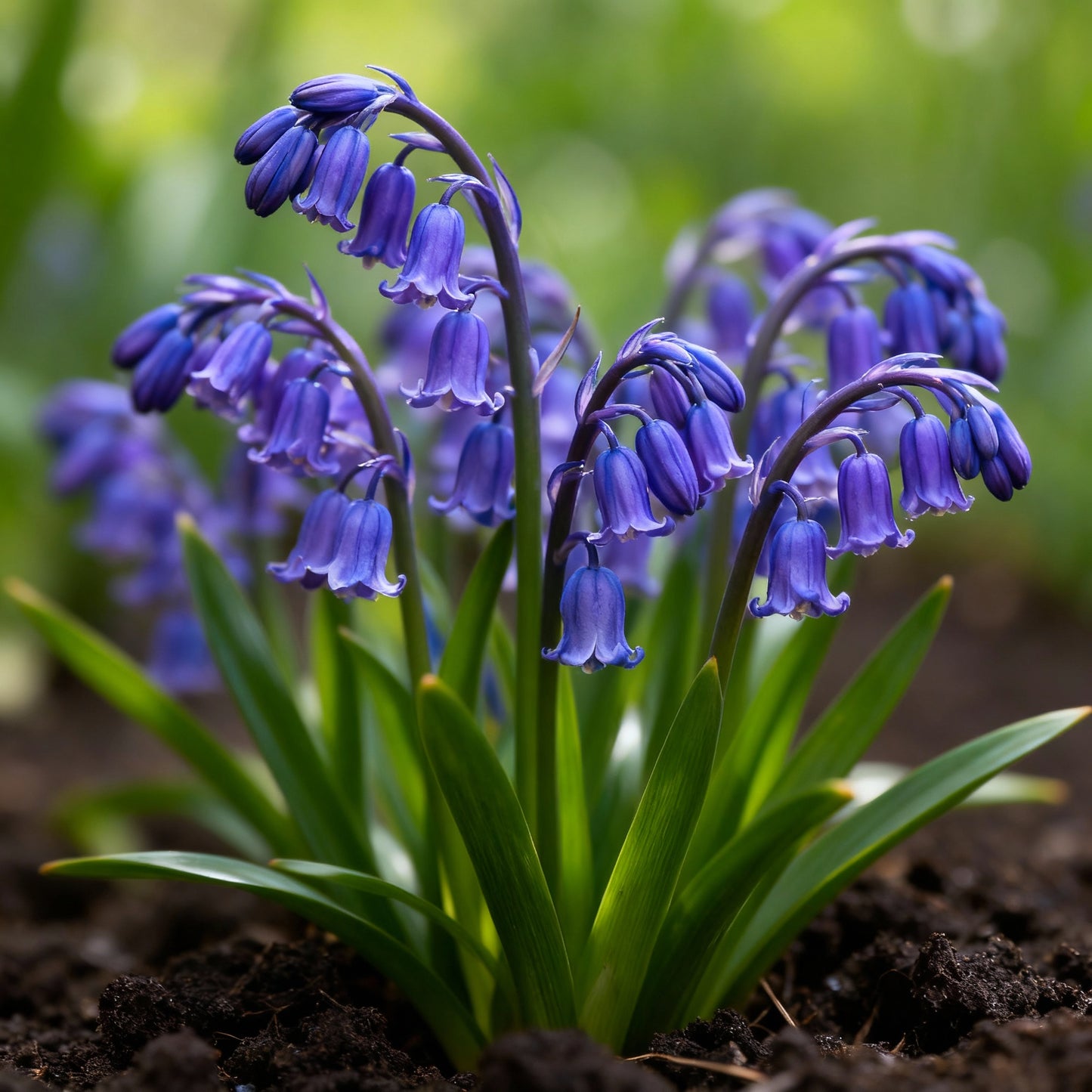 Bluebells Blooms Seeds – Hyacinthoides non-scripta Wildflower Seeds
