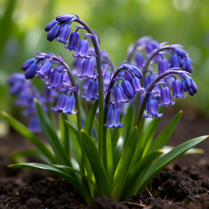 Bluebells Blooms Seeds – Hyacinthoides non-scripta Wildflower Seeds