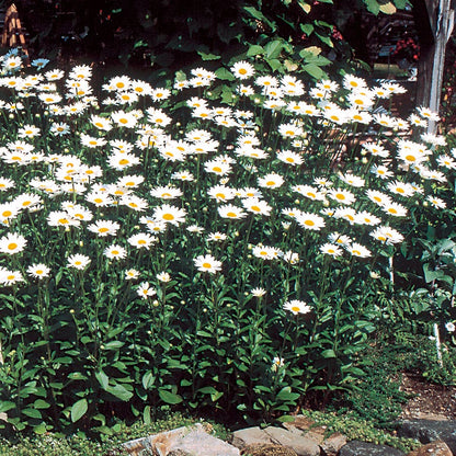 Pink & Yellow Leucanthemum Flower Seeds – Fresh 20 pcs