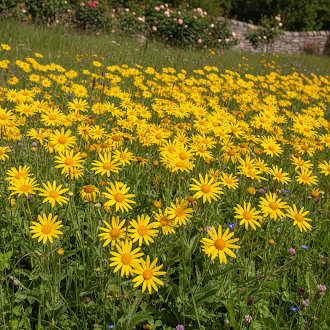Yellow Meadow Arnica Flower Seeds – Fresh 50 pcs