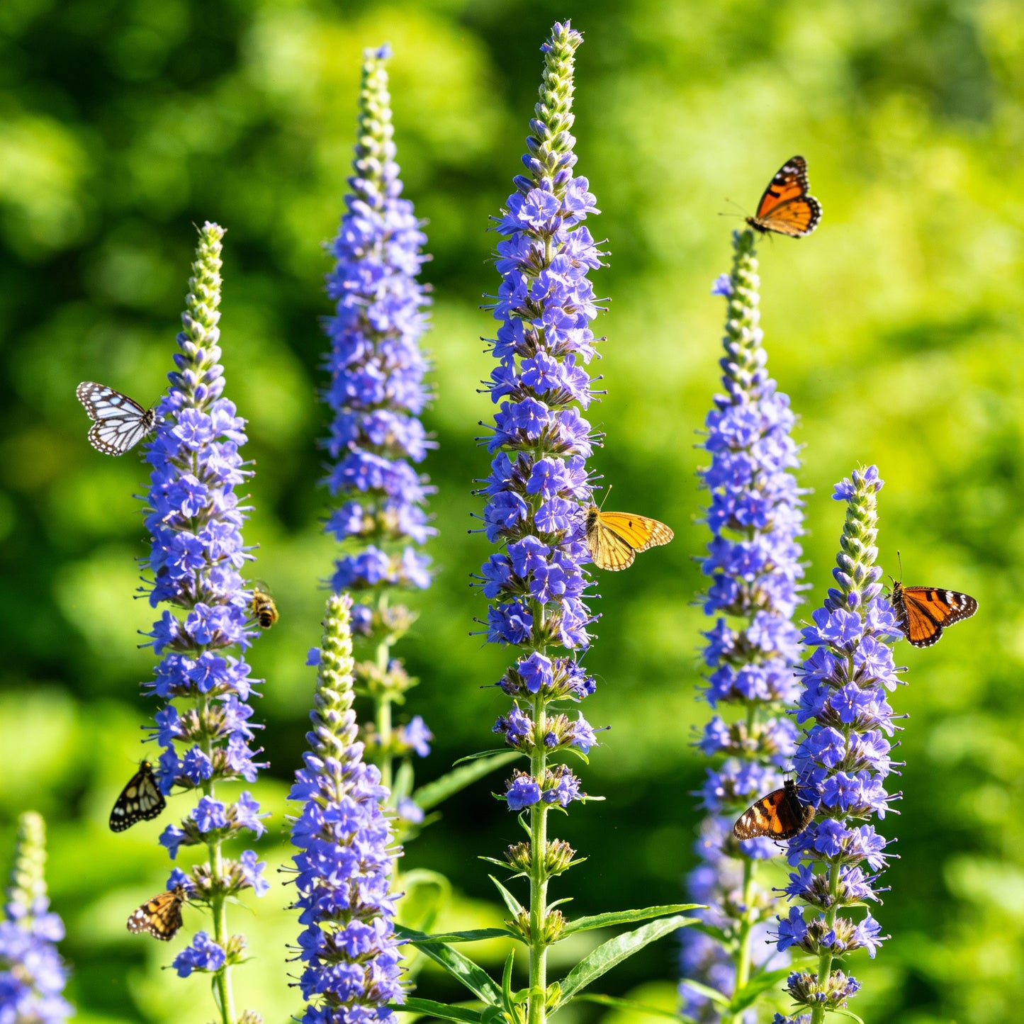 Blue Vervain Seeds – Verbena hastata