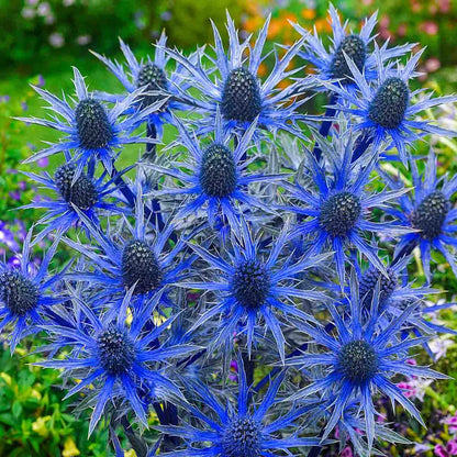 Sea Blue Holly Flower Seeds – Fresh 30 pcs