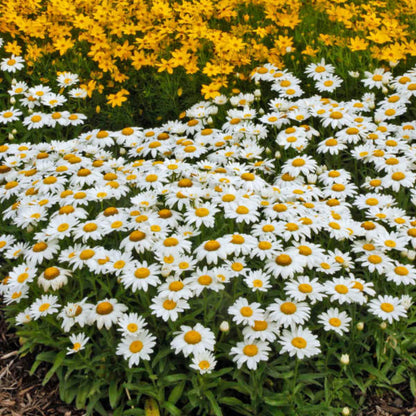 Pink & Yellow Leucanthemum Flower Seeds – Fresh 20 pcs