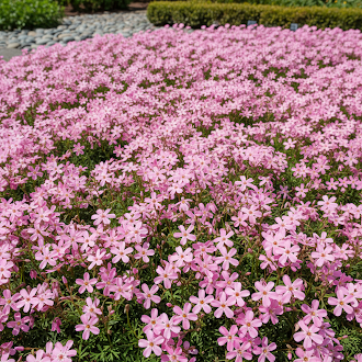 Pink Blanda Star Flower Seeds – Fresh 50 pcs
