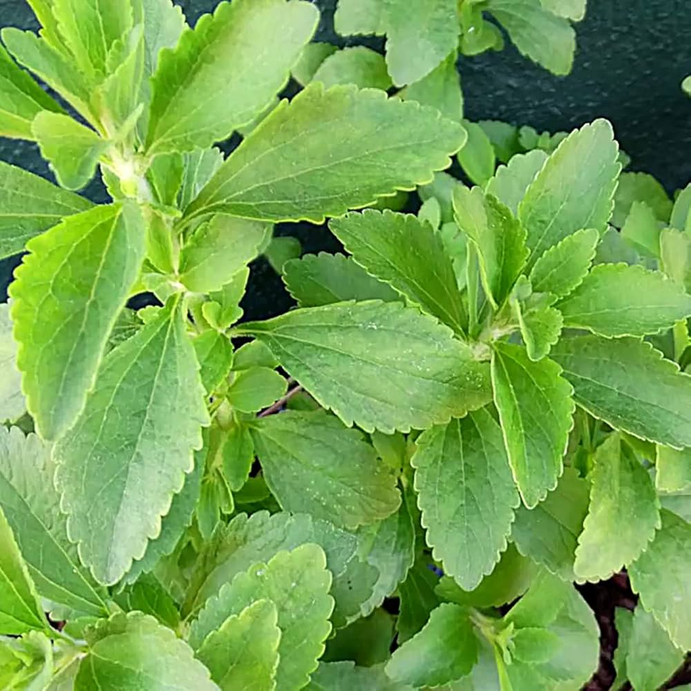 Stevia Herb Seeds – Natural Sweetener Plant for Home Gardens