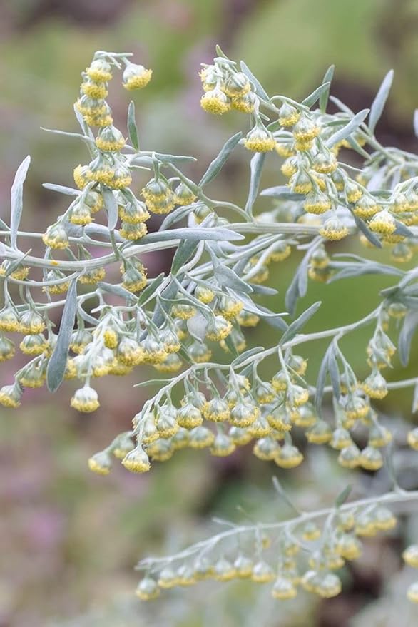 Wormwood Seeds – Artemisia absinthium Aromatic Medicinal Perennial Herb