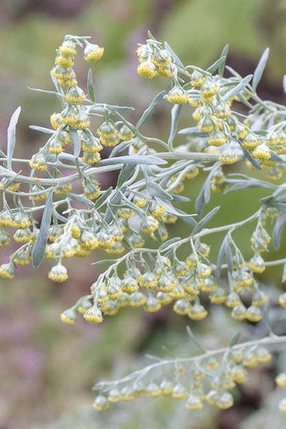 Wormwood Seeds – Artemisia absinthium Aromatic Medicinal Perennial Herb