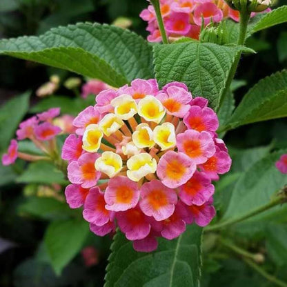Premium Mixed Lantana Camara Seeds – Colorful Hardy Perennial Flower Seeds