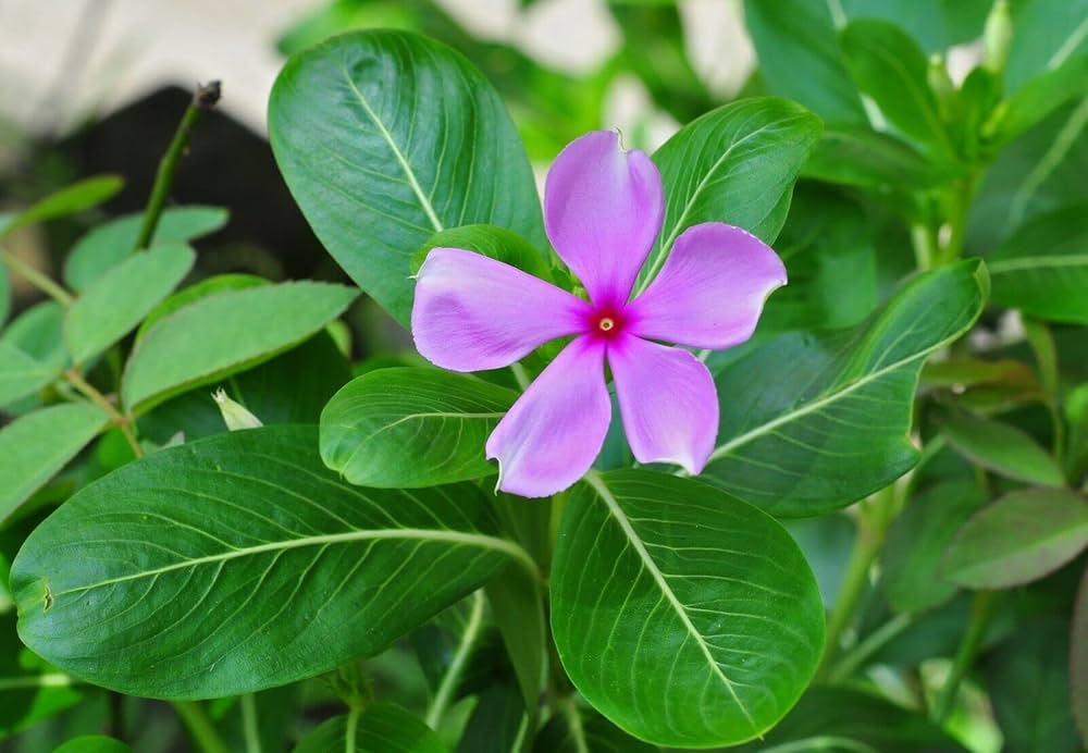 Vinca Minor Seeds – Non-GMO Evergreen Ground Cover