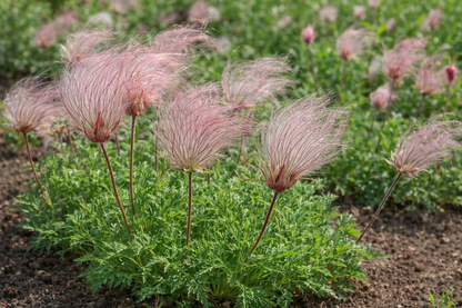 Prairie Flower Seeds (Prairie Smoke) – Fragrant Perennial Wildflower