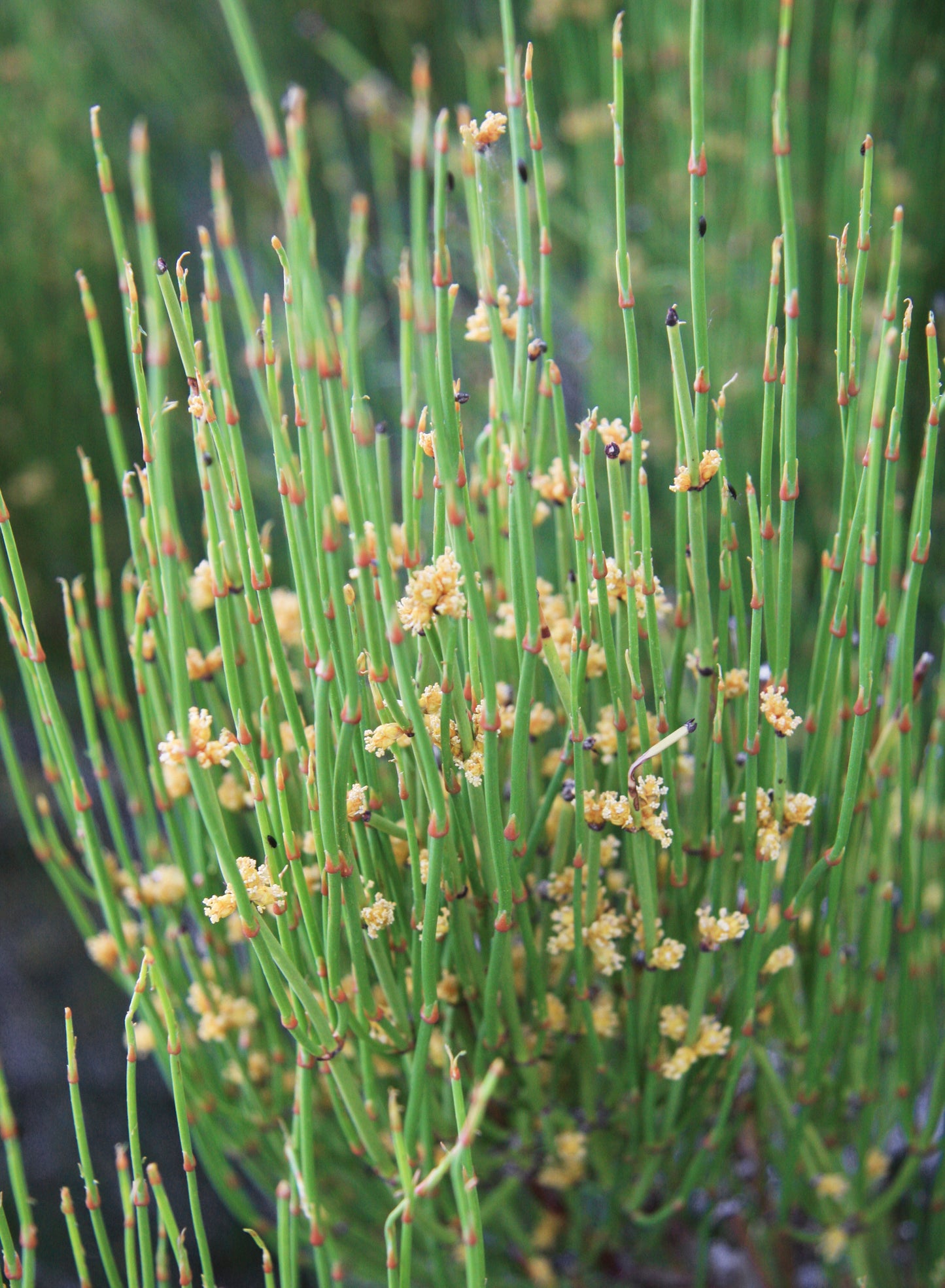 Ephedra Sinica Seeds – Premium Ornamental Drought-Tolerant Shrub