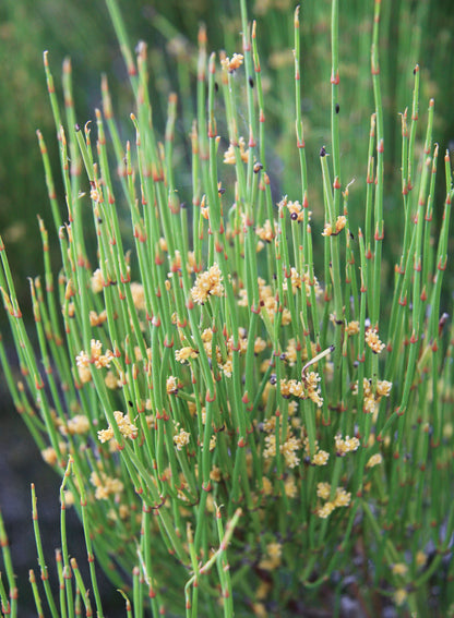 Ephedra Sinica Seeds – Premium Ornamental Drought-Tolerant Shrub