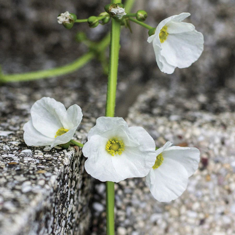 Skeleton Flower Seeds – Diphylleia grayi (Glass-Petaled Woodland Flower)