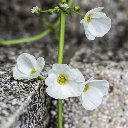 Skeleton Flower Seeds – Diphylleia grayi (Glass-Petaled Woodland Flower)