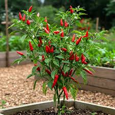 Peter Pepper Red Hot Pepper Seeds – Unique Heirloom Chili for Home Gardening