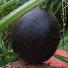 Squash 'Little Gem Rolet' Seeds – Hardy, High-Yield Garden Variety