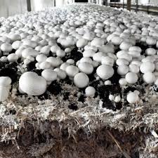 White Button Mushroom Seeds / Spawn – Grow Fresh, Versatile Mushrooms at Home